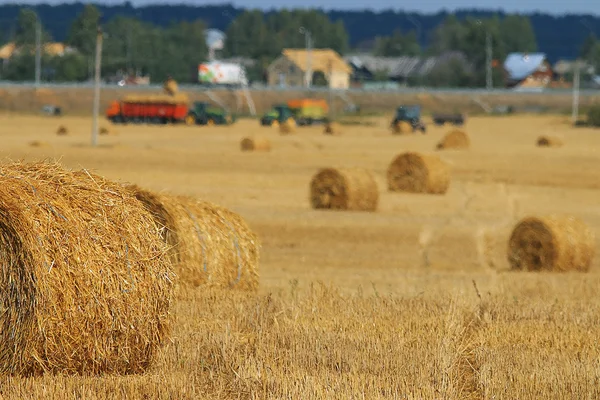 Простори урожай зерна — стокове фото