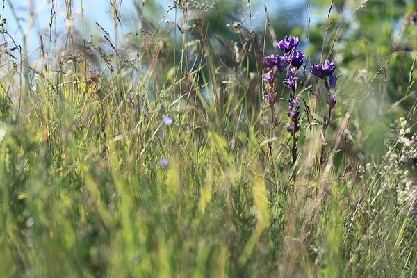 Flor azul sino — Fotografia de Stock