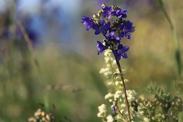 Flor azul sino — Fotografia de Stock