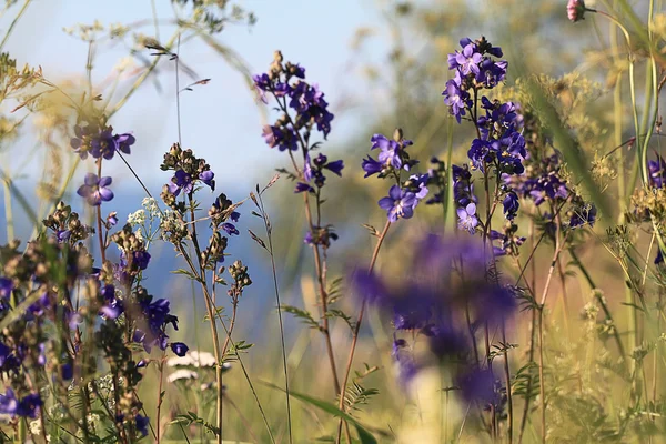 Viola bei fiori — Foto Stock