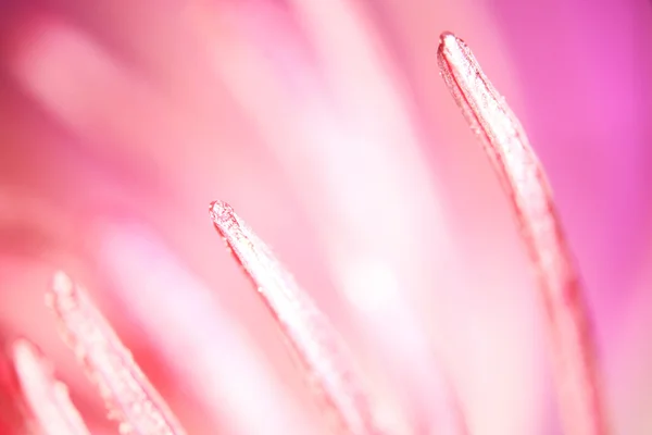 Macro flower background — Stock Photo, Image