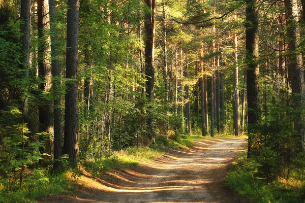 Verão paisagem florestal — Fotografia de Stock