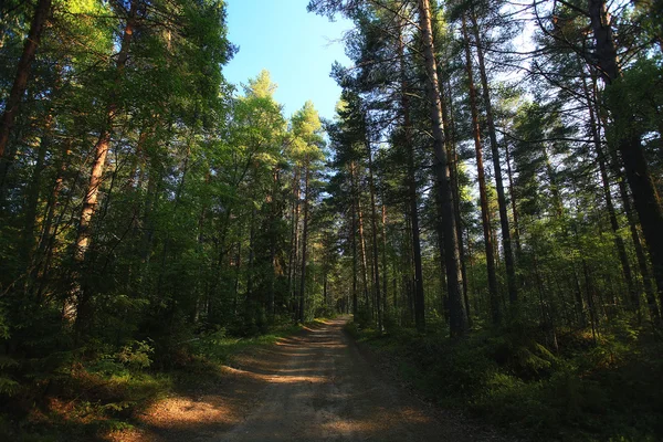 Verão paisagem florestal — Fotografia de Stock