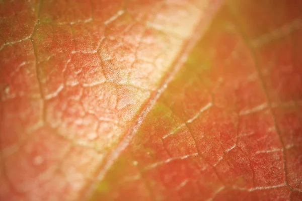 Fondo de flor de macro — Foto de Stock