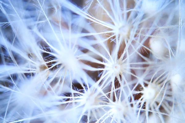 Macro dandelion background — Stock Photo, Image