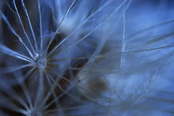 Macro dandelion background — Stock Photo, Image