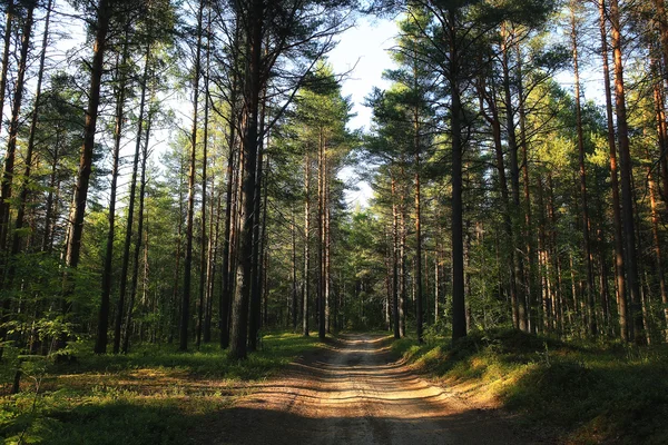 Sommerliche Waldlandschaft — Stockfoto