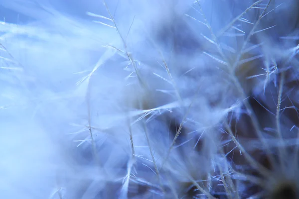 Macro dandelion background — Stock Photo, Image
