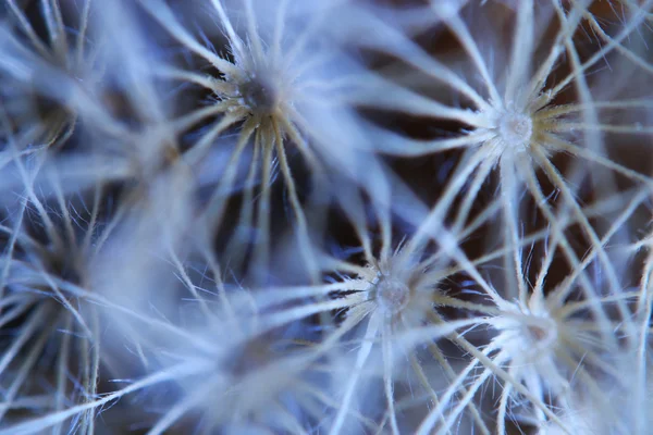 Macro dandelion background — Stock Photo, Image