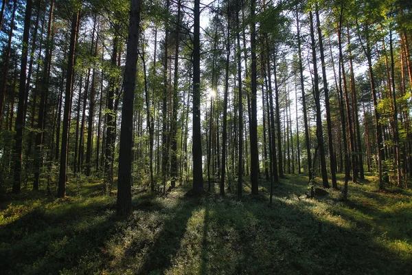 Letni krajobraz leśny — Zdjęcie stockowe