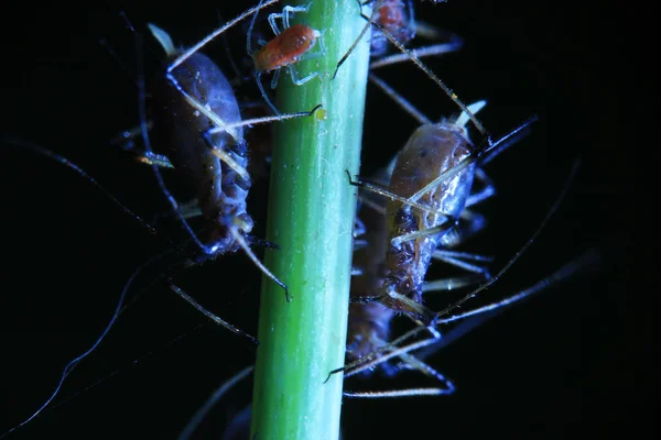 Makró rovarok a természetben — Stock Fotó