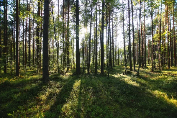 Verão paisagem florestal — Fotografia de Stock