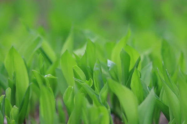 Hojas verdes de primavera — Foto de Stock