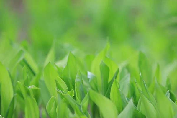 Hojas verdes de primavera — Foto de Stock