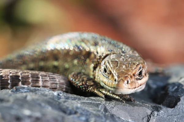 Macro shot of lizard — стоковое фото