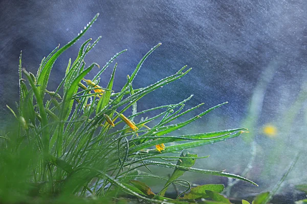 Grass with flowers close-up — Stock Photo, Image