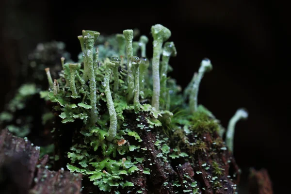 Macro fungo natural — Fotografia de Stock