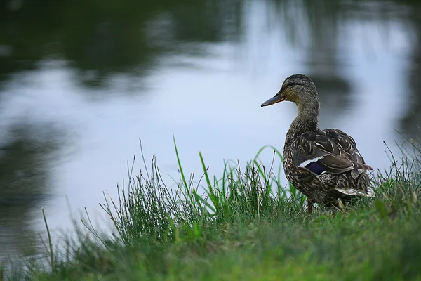 Water duck near lake — Stock Photo, Image