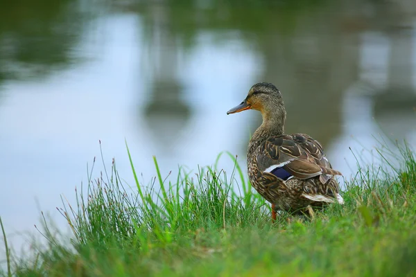 Pato de agua cerca del lago —  Fotos de Stock