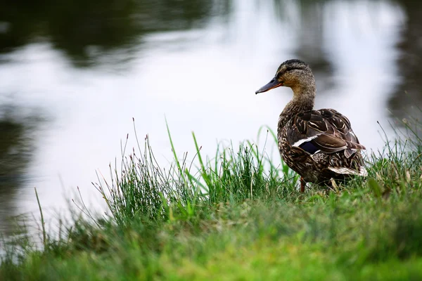 Wildlife duck in close-up — Stock Photo, Image