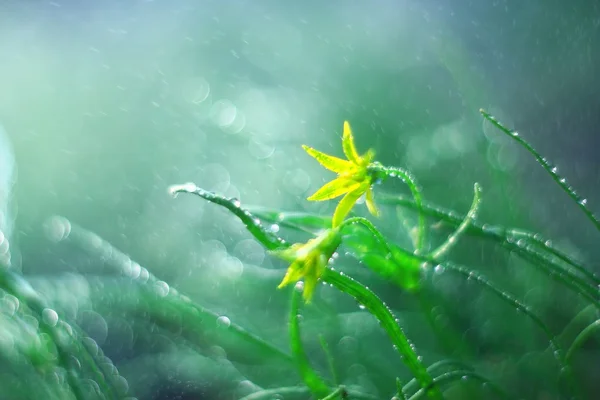 Gras met bloemen close-up — Stockfoto