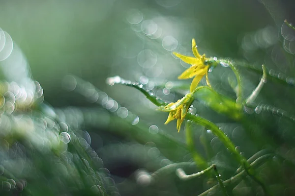 草花特写 — 图库照片