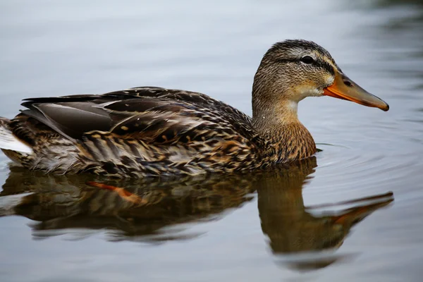 Dieren in het wild eend in close-up — Stockfoto