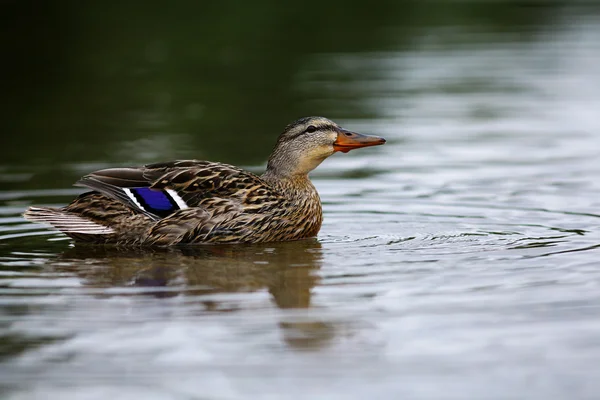 Dieren in het wild eend in close-up — Stockfoto