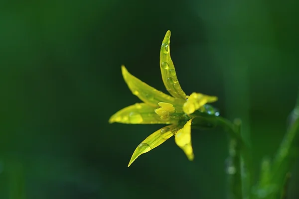 Yellow flower close-up — Stock Photo, Image