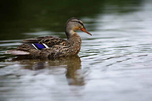 Canard sauvage en gros plan — Photo