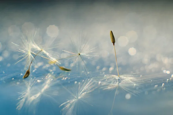 Makro benih Dandelion — Stok Foto