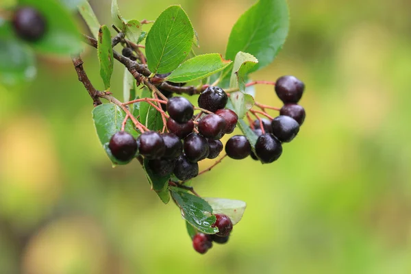 Bäume mit Früchten auf Ästen — Stockfoto