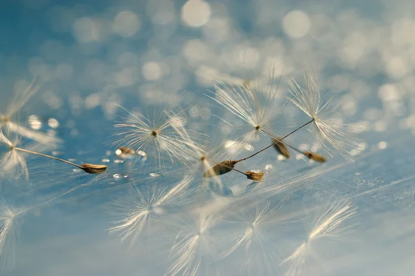 Semillas de diente de león macro — Foto de Stock