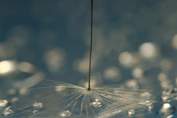 蒲公英种子宏 — 图库照片