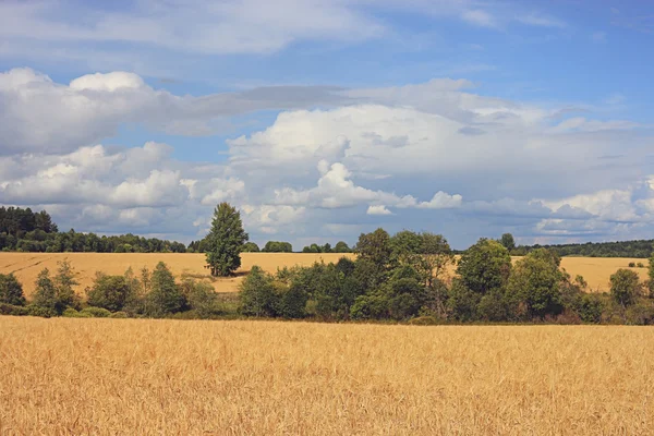 Indian summer korn skörd vidd — Stockfoto