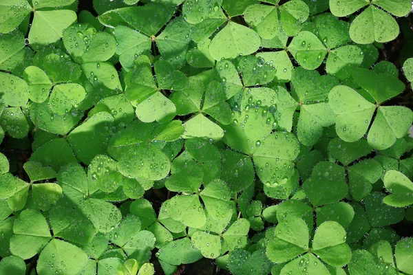 Textura ecológica de trébol verde — Foto de Stock