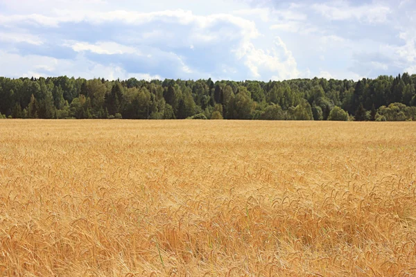 Sklizeň obilí Babí léto — Stock fotografie