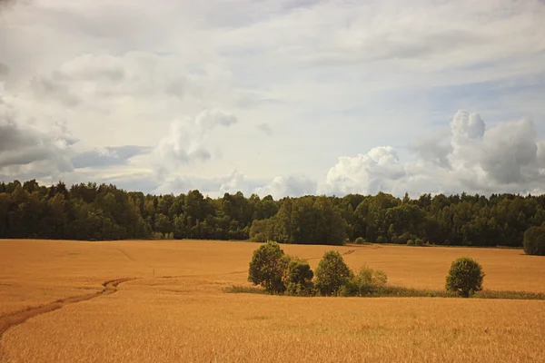 Sklizeň obilí Babí léto — Stock fotografie