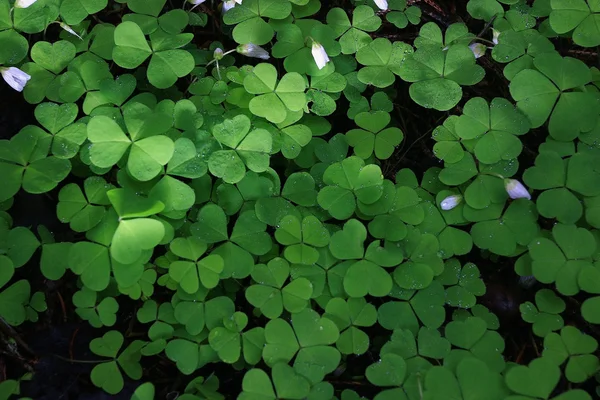 Green shamrock eco texture — Stock Photo, Image