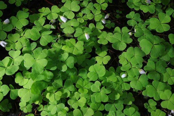 Tekstur eko shamrock hijau — Stok Foto