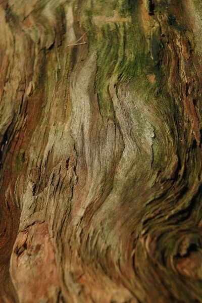 Texture of old tree — Stock Photo, Image