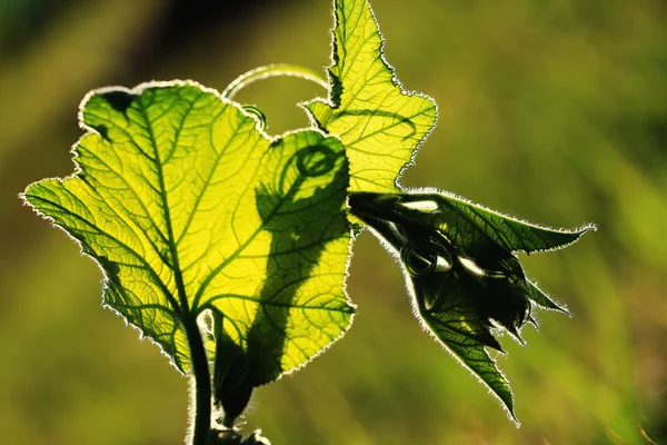 Close up of green leaves — Stock Photo, Image