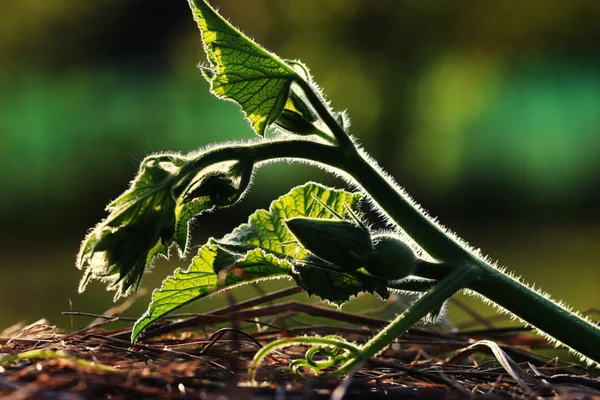 Close-up van groene bladeren — Stockfoto