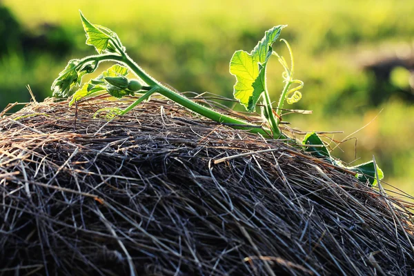 Close up of green leaves — Stock Photo, Image