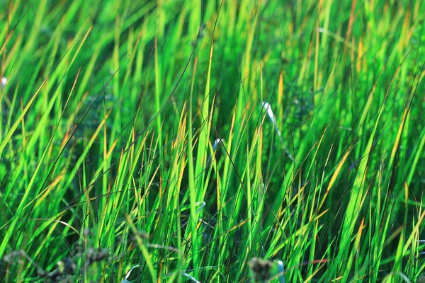 Textura verde de grama — Fotografia de Stock
