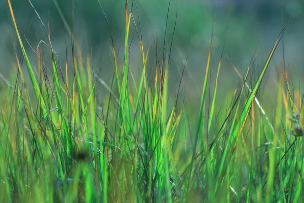 Groene textuur van gras — Stockfoto