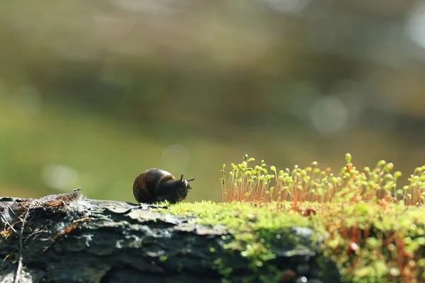 Макрокадр маленького Феллини — стоковое фото