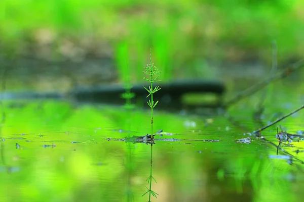 森の新鮮な草 — ストック写真