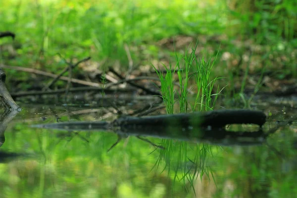 Fresh grass in forest — Stock Photo, Image