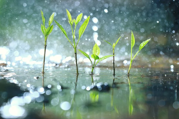 Fresh grass in forest — Stock Photo, Image